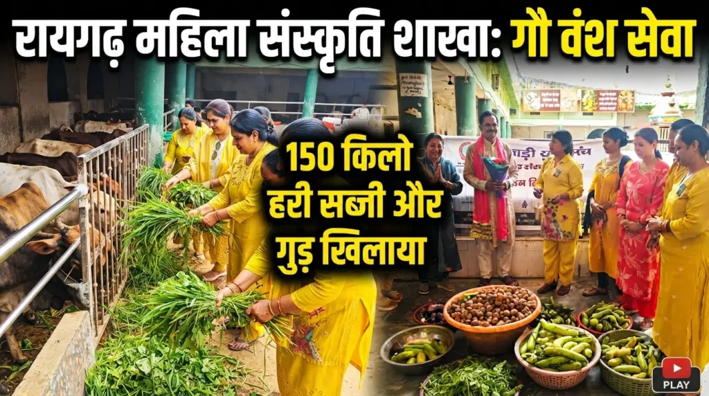 रायगढ़ महिला संस्कृति शाखा ने गौवंश को खिलायी हरी सब्जी व गुड़